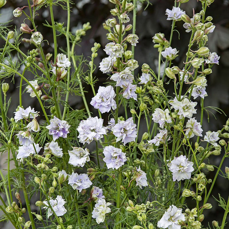 Ridderspoor éénjarig