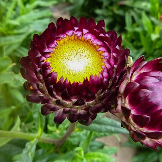 Strobloem