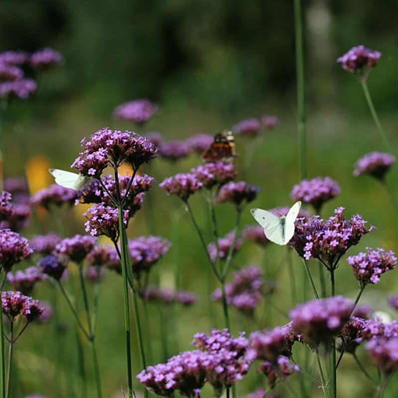 Verbena/ ijzerhard