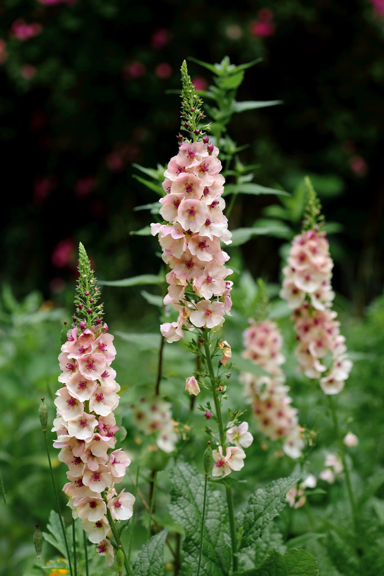 Verbascum