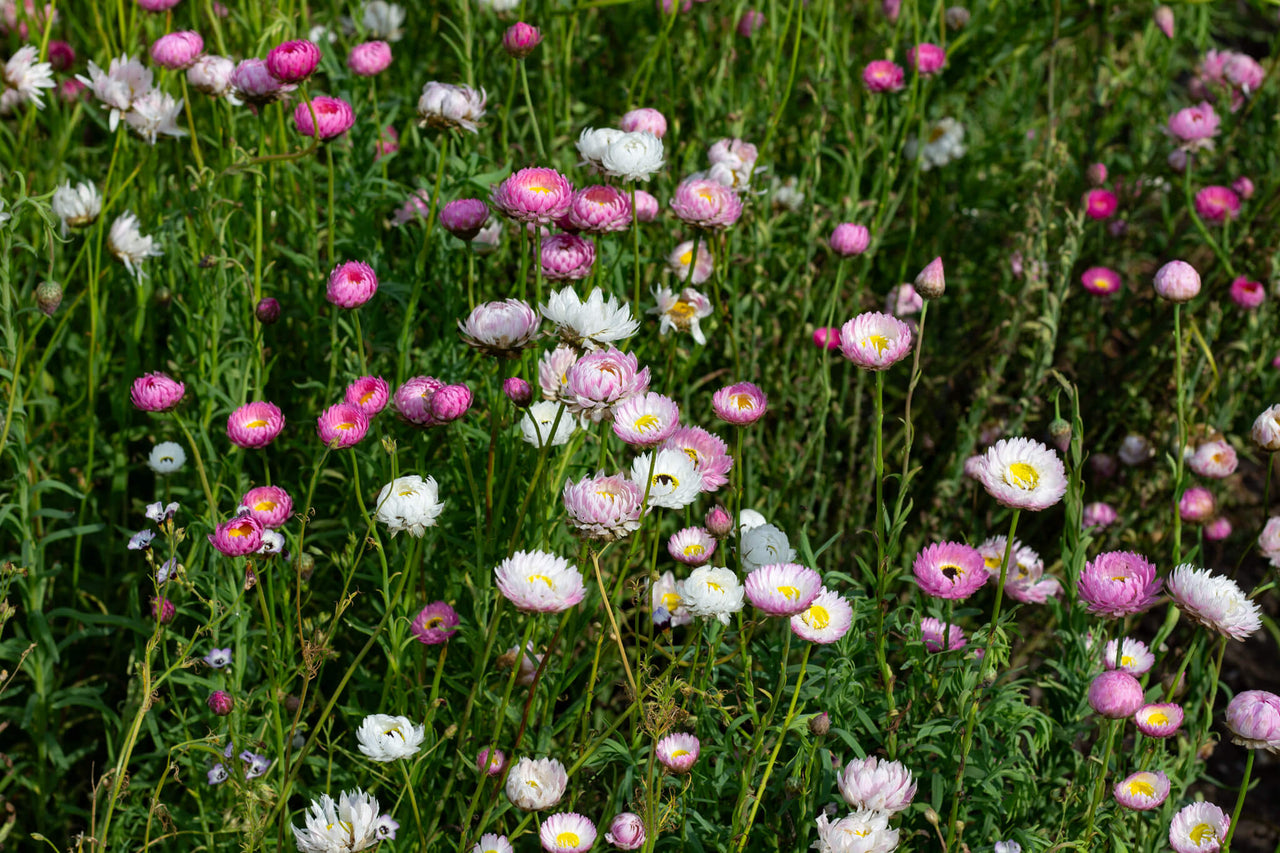 Droogbloemen