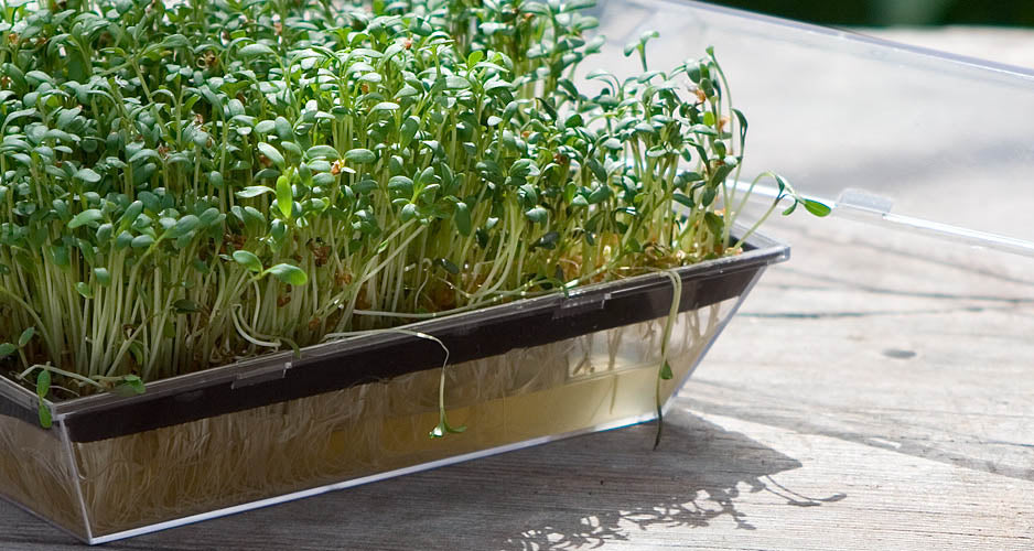 Kiem- & microgroenten