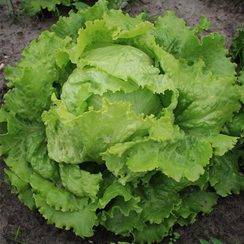 Eisbergsalat