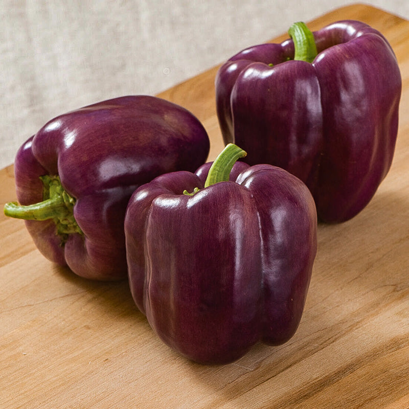Paprika | Purple Bell | Capsicum annuum