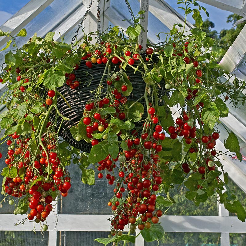 Kirschtomate | Micro Cherry | Solanum lycopersicum