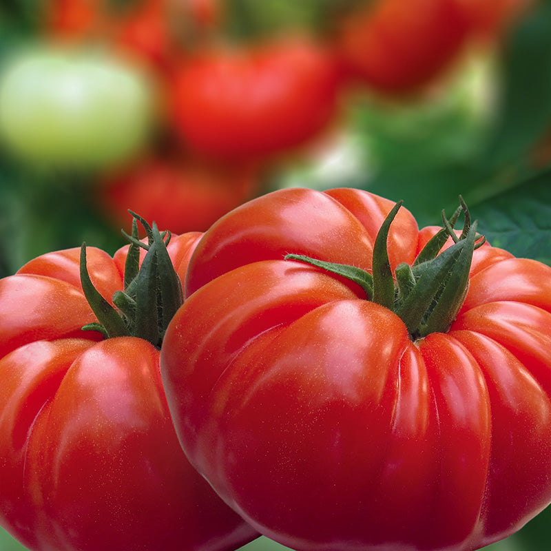 Tomatensamen Buffalopink F1 – Fleischtomate Pink, 6 Korn, Resistent, Für Freiland & Gewächshaus