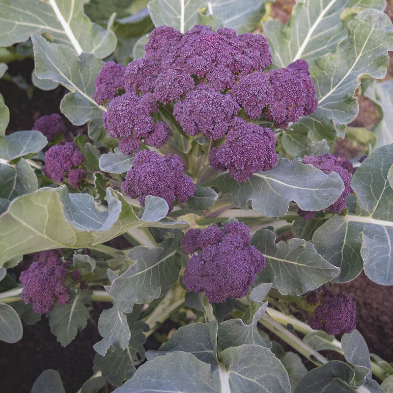 brokkoli plante Sprossenbrokkoli | Burgundy F1 | Brassica oleracea
