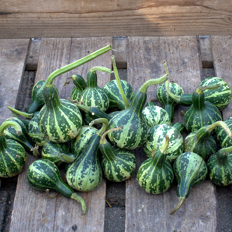 Zierkürbis | Dancing or Spinning Gourd