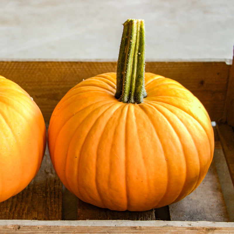 Halloween-Kürbis | Sunlight F1