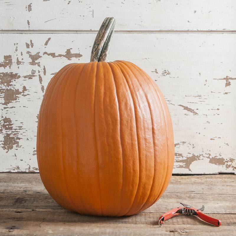 Halloween-Kürbis | Champion F1