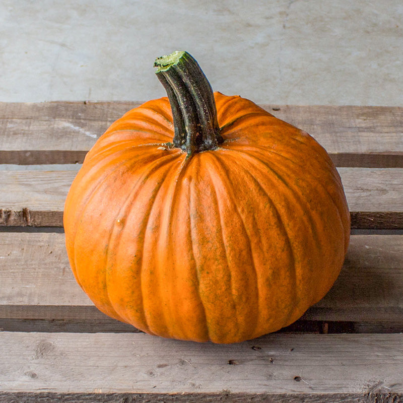 Halloween-Kürbis | Tom Fox