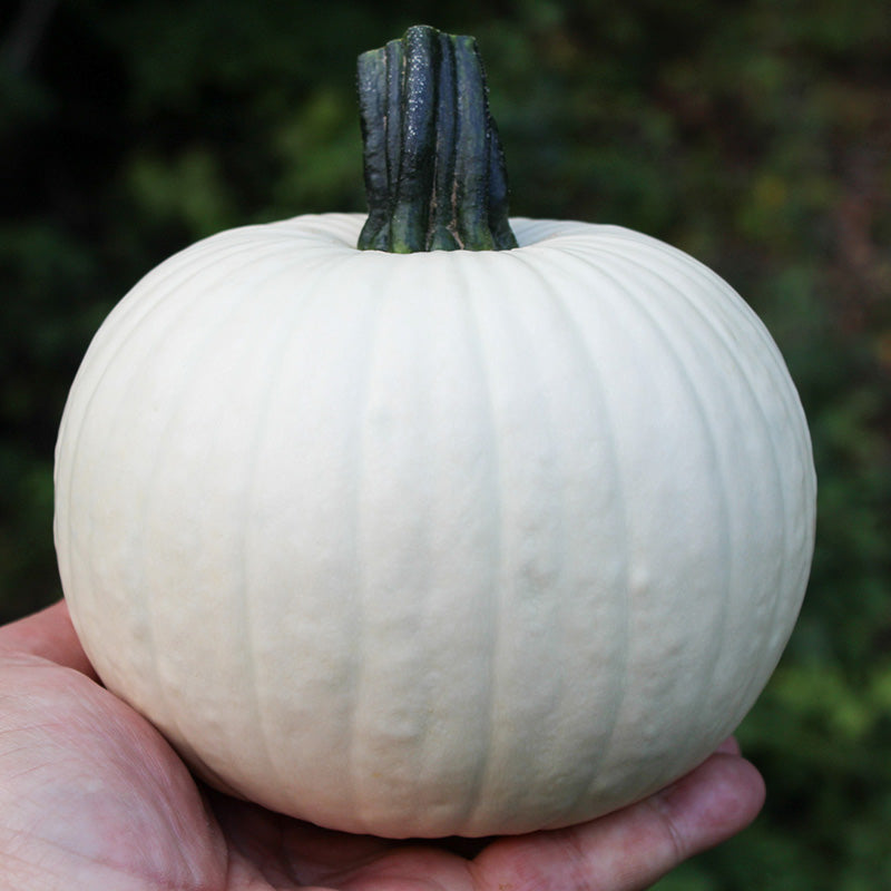 Halloween-Kürbis | Icicle F1 PMT