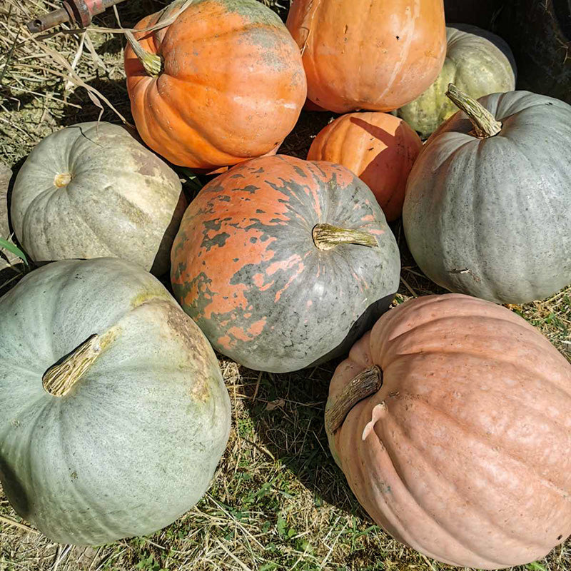 Riesenkürbis | Autumn Beauty