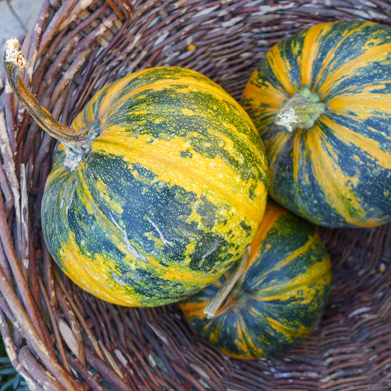Ölkürbis | Gleisdorfer Ölkürbis | Cucurbita pepo