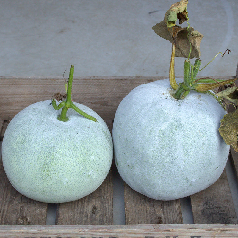 Wachskürbis-Samen – 70 Stück, Winterharte Wintermelone Für Garten, Seltene Zierkürbis-Sorte, Schnellwachsend