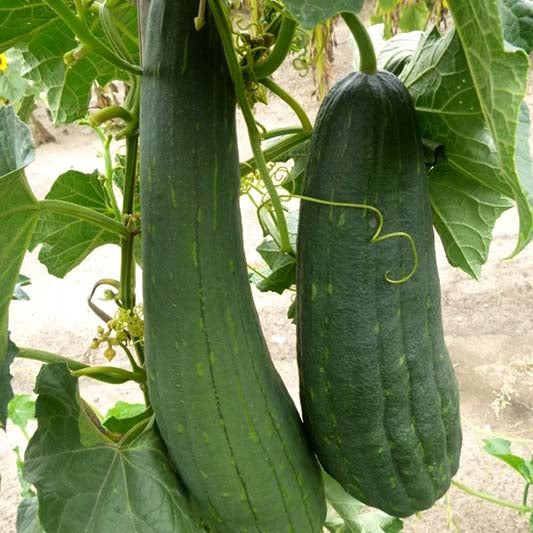 Schwammgurke | Luffa cylindrica