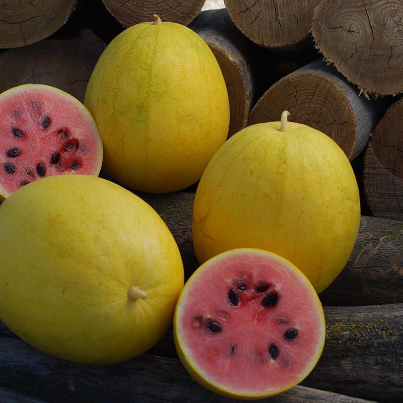 Wassermelone - Golden Midget - Citrullus lanatus