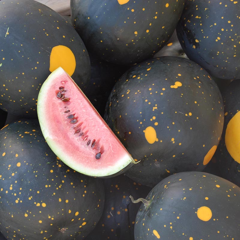 Wassermelone | Moon and Stars Red | Citrullus lanatus | Jansen Samen
