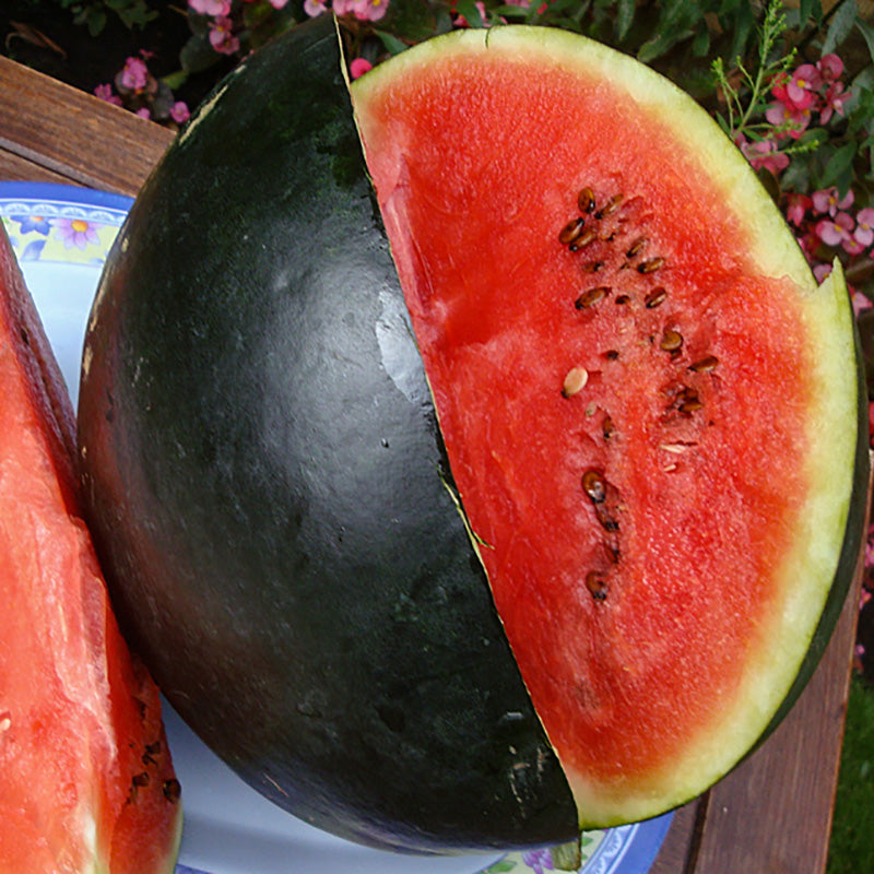 Wassermelone | Thora | Citrullus lanatus
