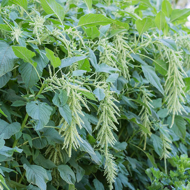 Garten-Fuchsschwanz | Green Cascade | Amaranthus caudatus