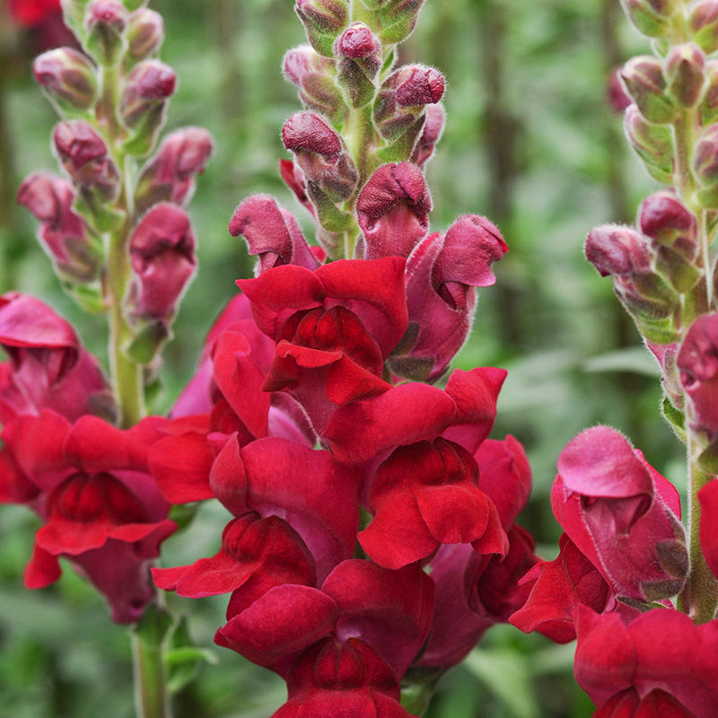Löwenmäulchen | Potomac Crimson | Antirrhinum majus