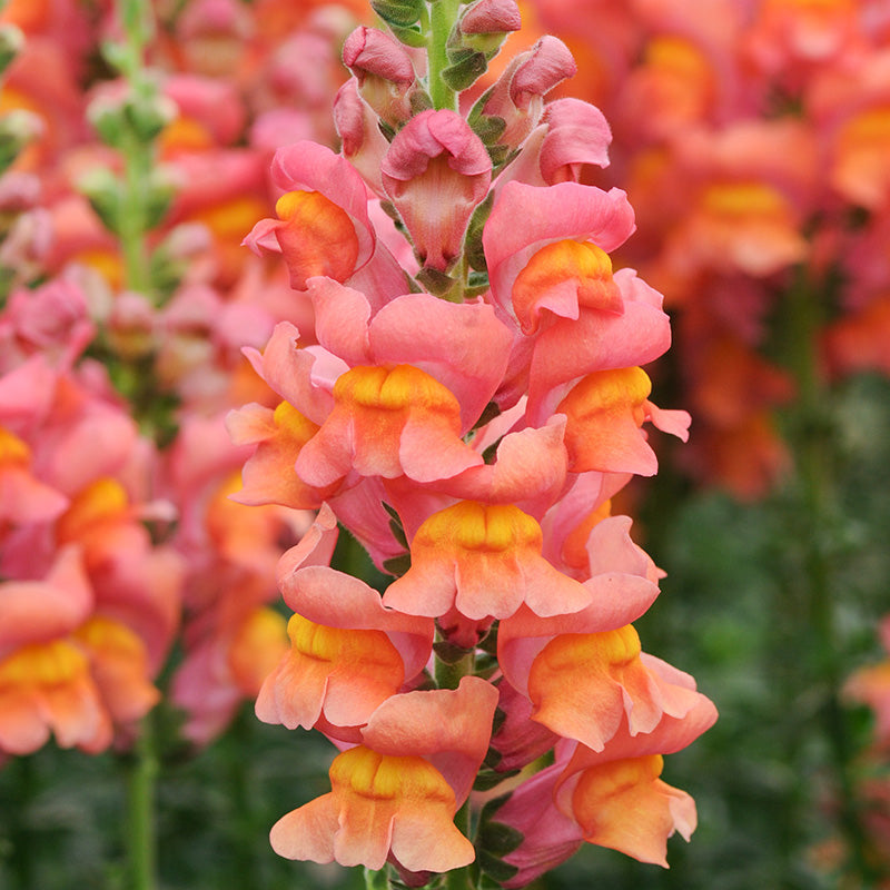 Löwenmäulchen | Potomac Orange | Antirrhinum majus