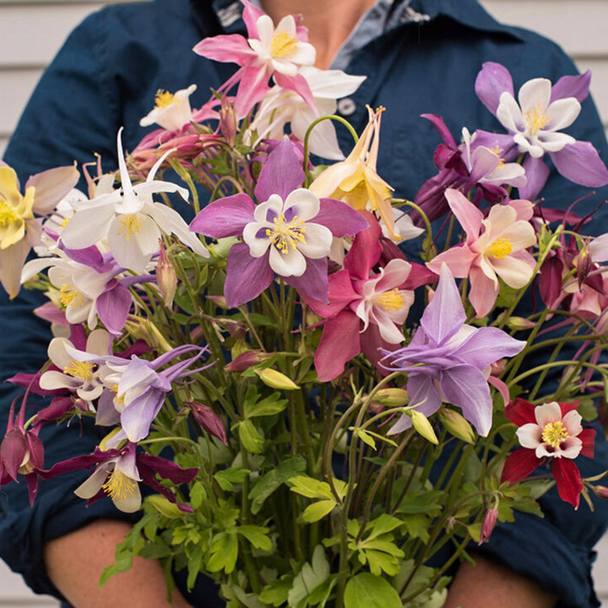 Akelei | McKana Giants Mix | Aquilegia caerulea | Jansen Samen