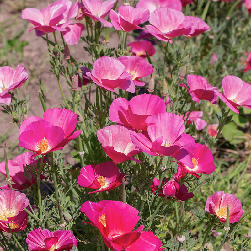 Kalifornischer Mohn | Bush Rose | Eschscholzia californica