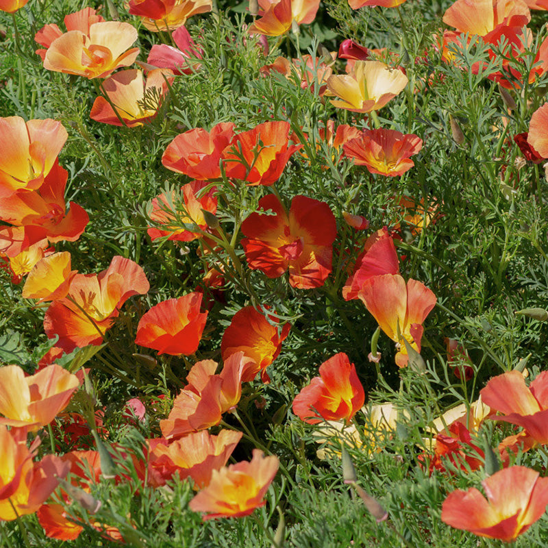 Kalifornischer Mohn | Thai Silk Strawberry | Eschscholzia californica