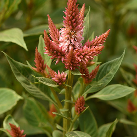 Brandschopf | Celway Terracotta | Celosia spicata