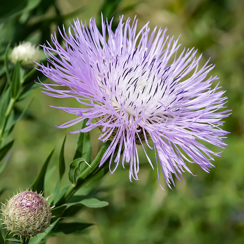 Amerikanische Kornblume | Rosy Lilac | Centaurea americana