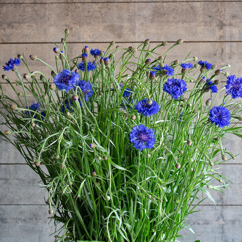 Kornblume | Jubilee Gem | Centaurea cyanus