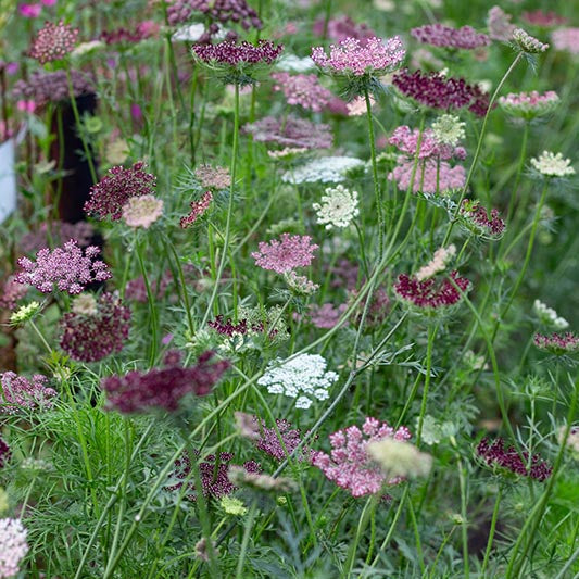wilde möhre saatgut Wilde Möhre | Dara | Daucus carota