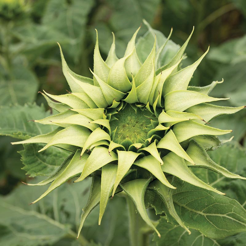 Sonnenblumen-Samen 'Magic Roundabout F1' – Pollenfrei, 20 Samen Für Hohe Blüten