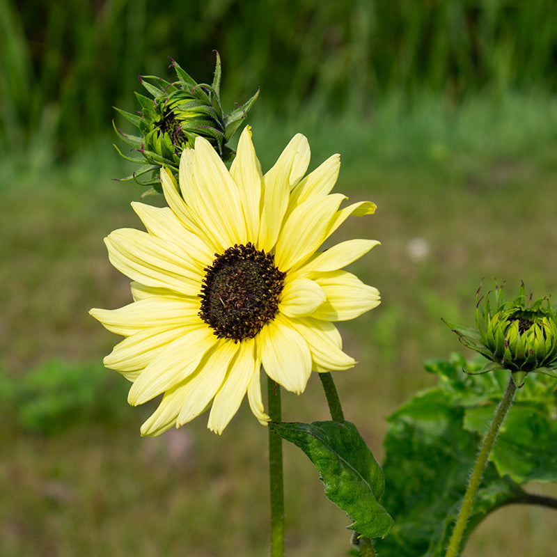 Sonnenblumen Samen 1kg Sonnenblumen Samen Helianthus Annuus – Für  Blumenwiesen, Vogelfutter Und Garten Blumenwiese Samen Mehrjährig