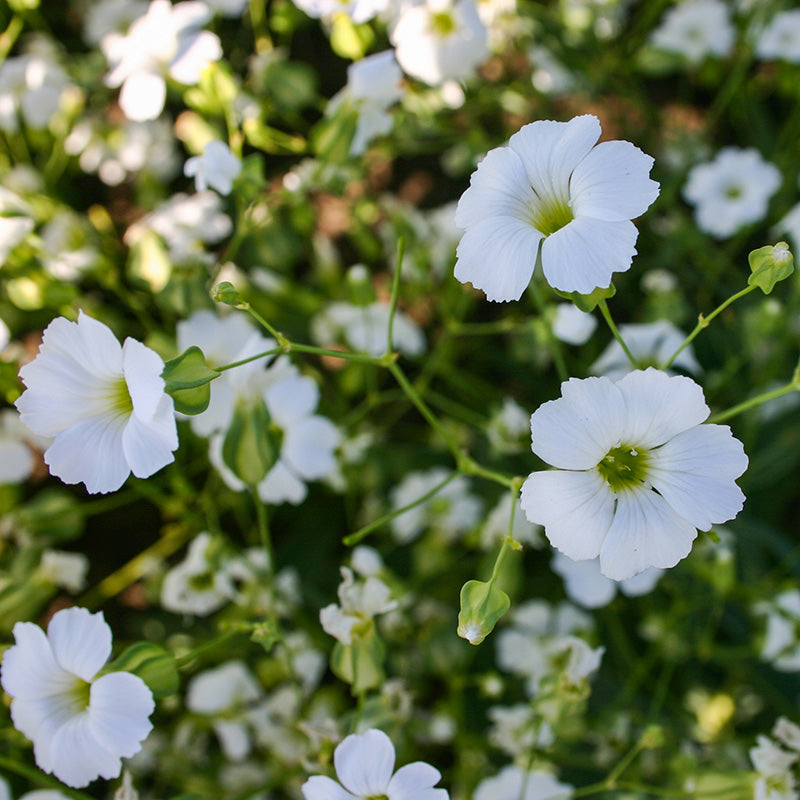 Seifenkraut | White Beauty | Saponaria vaccaria