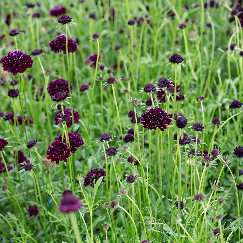Samt-Skabiose | Deep Purple | Scabiosa atropurpurea
