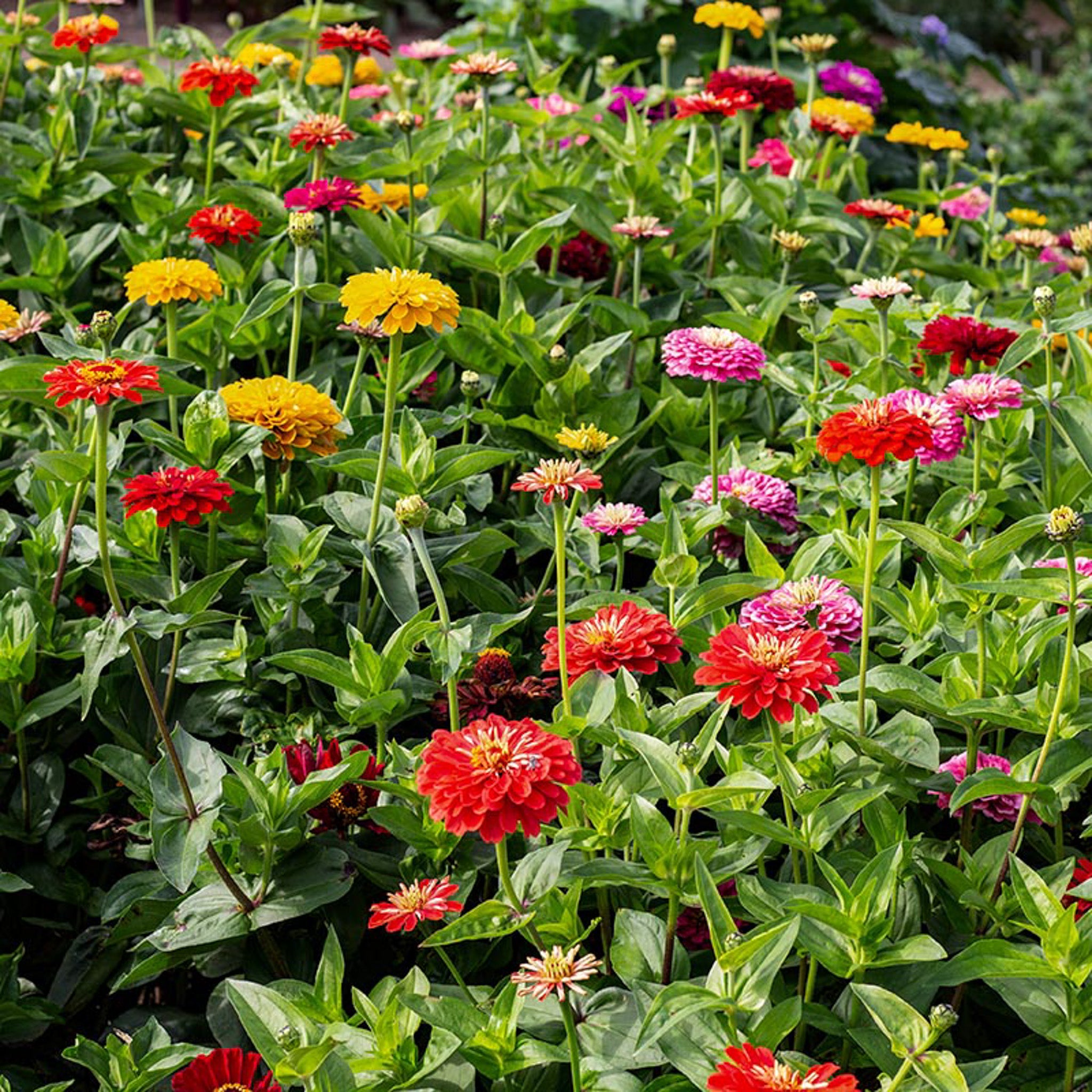 Zinnie elegans | Benary's Giant Mixture