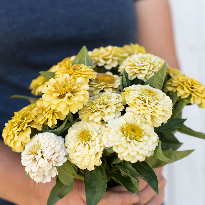 Zinnia elegans | Oklahoma Ivory | Jansen Samen