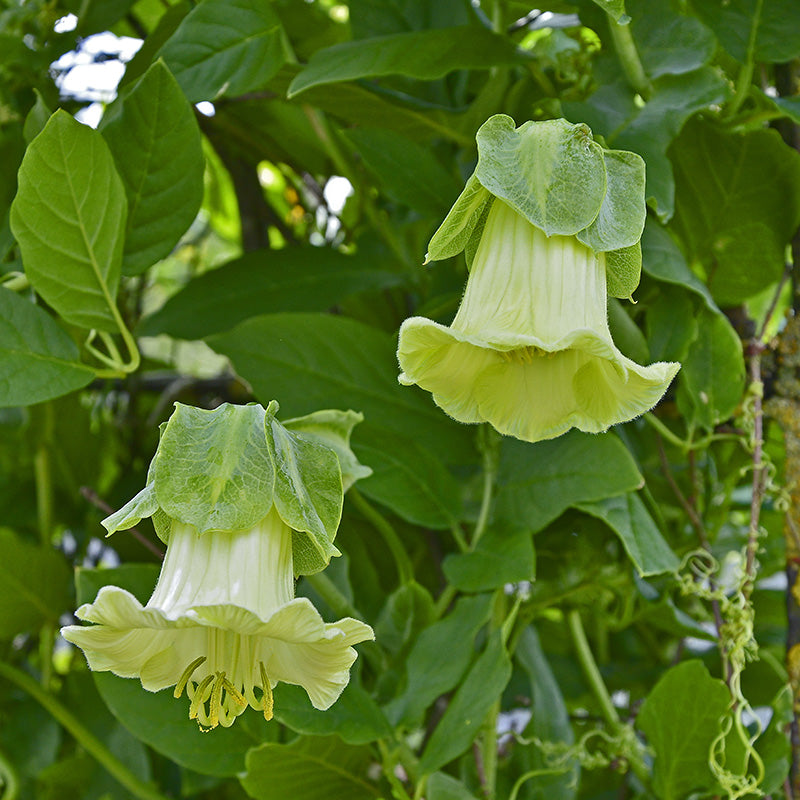 zimmerpflanze mit glockenförmigen blüten Glockenrebe
