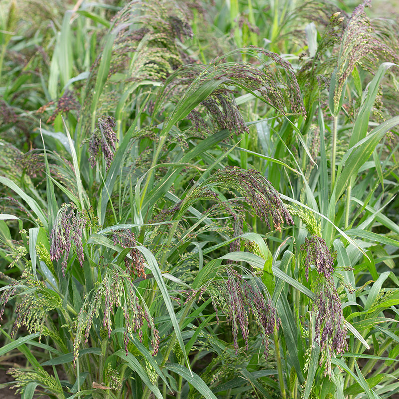 rispenhirse saatgut Rispenhirse | Panicum miliaceum