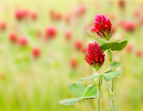 Ontdek de kracht van groenbemesters: Verbeter je bodemkwaliteit en stimuleer biodiversiteit