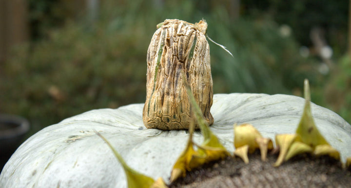 Het bewaren van eetbare pompoenen