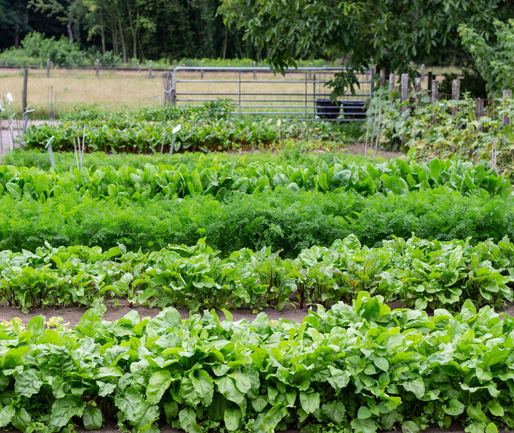 Ontdek de voordelen van wisselteelt: verbeter de bodemstructuur en verminder ziektes in je moestuin