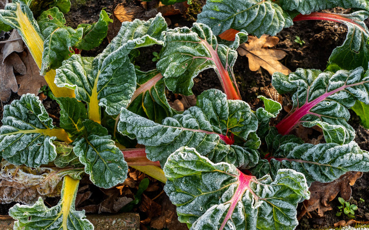 Ontdek de smaak van herfstgroenten: oogsten en bewaren van je eigen kweek