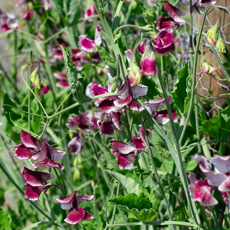 Zaaien en kweken van Lathyrus