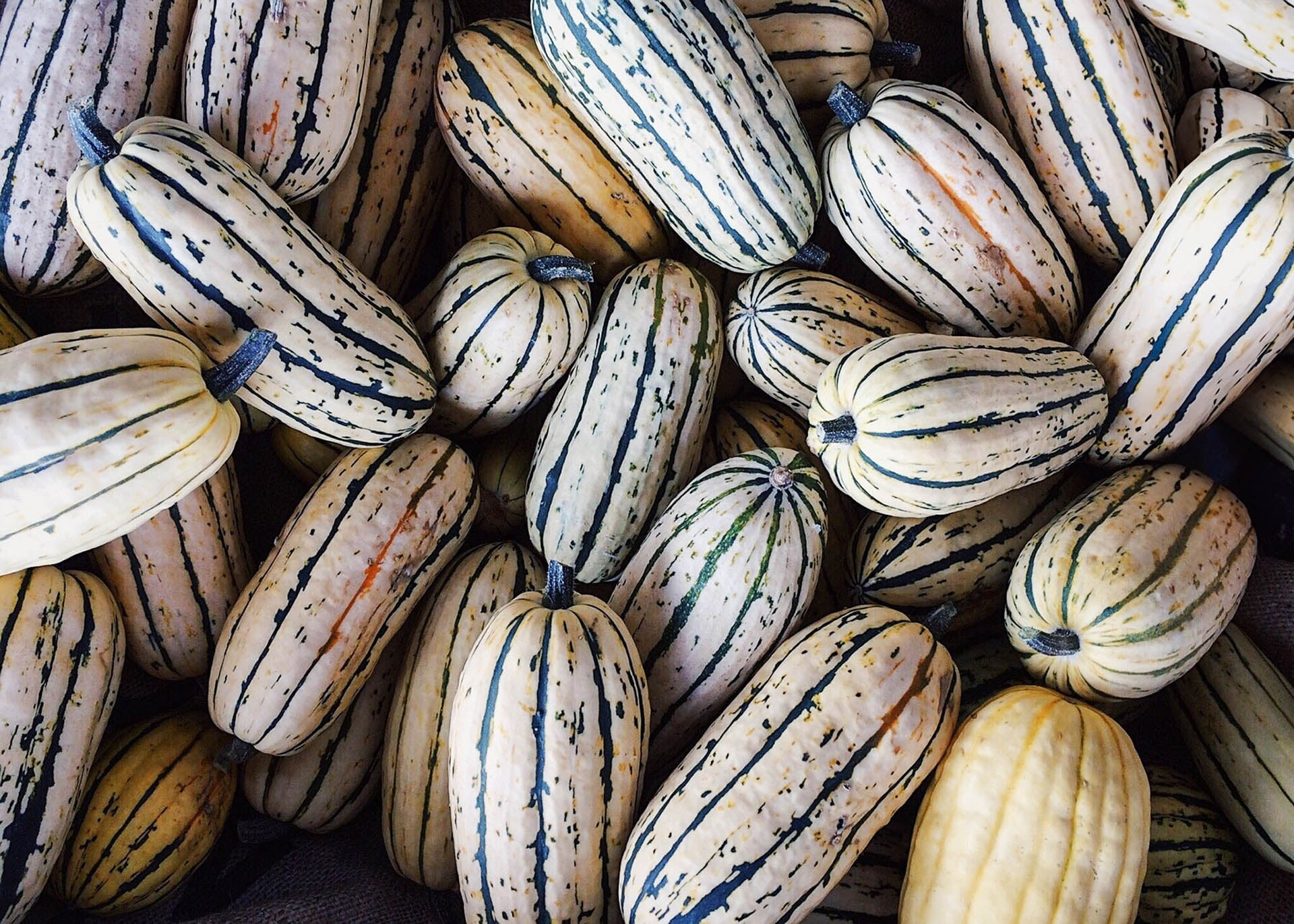 Delicata