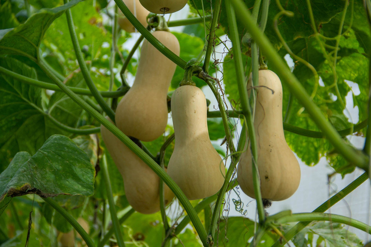 Butternut