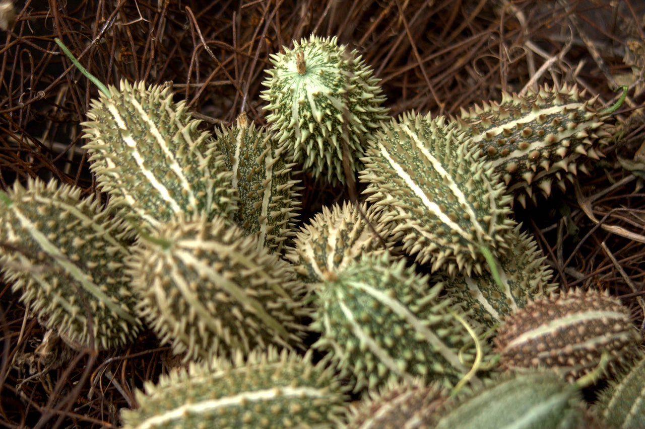 Cucumis
