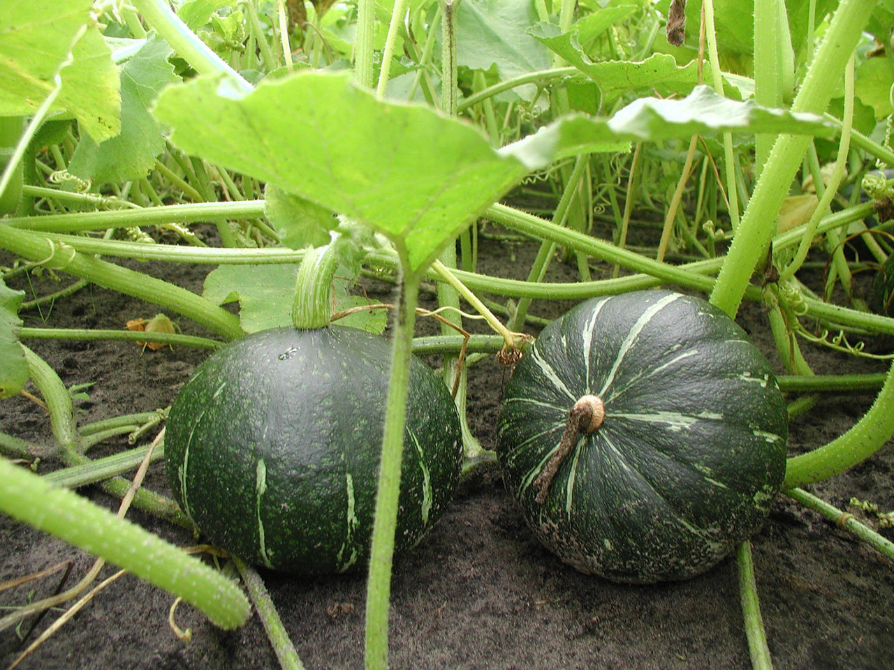 Hokkaido & kabocha